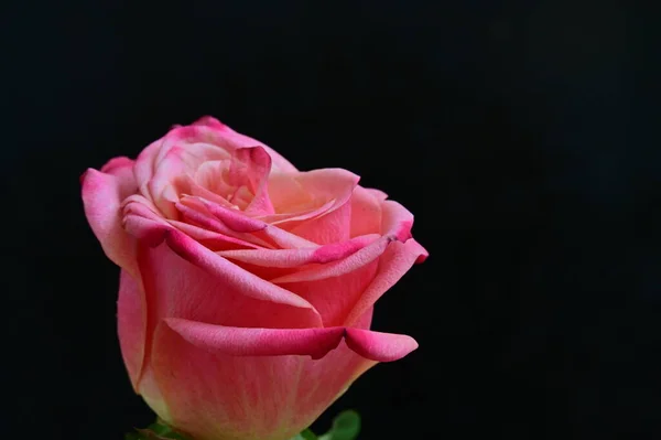 Jasna Róża Czarnym Tle — Zdjęcie stockowe