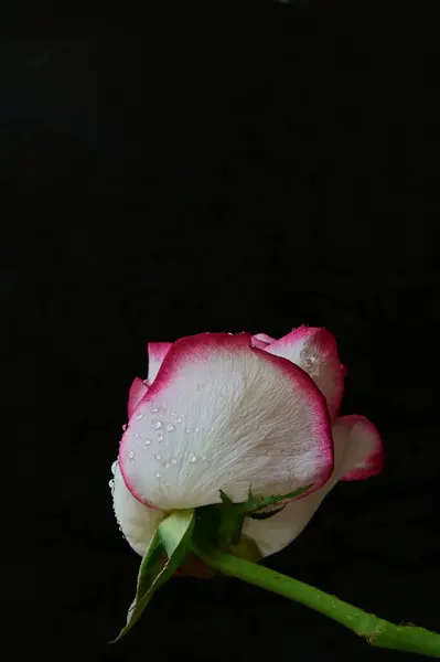黑色背景上的明亮的玫瑰 — 图库照片