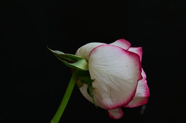 Bright Rose Black Background — Stock Photo, Image