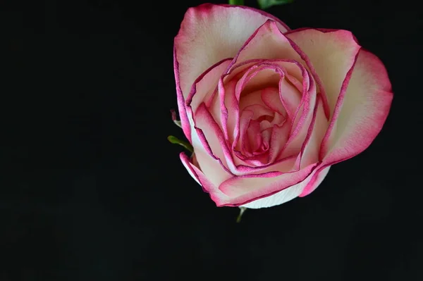 Rose Vif Sur Fond Noir — Photo