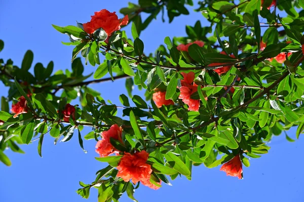 stock image beautiful flowers in the garden