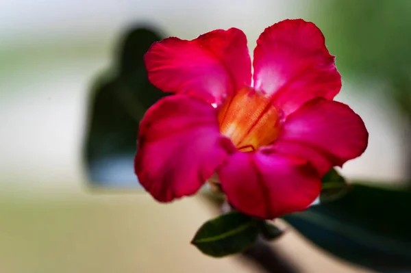 Krásná Květina Zahradě — Stock fotografie