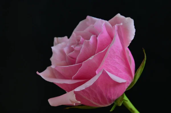 Яскрава Троянда Чорному Тлі — стокове фото