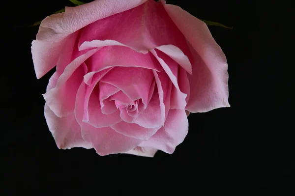 Rosa Brillante Sfondo Nero — Foto Stock