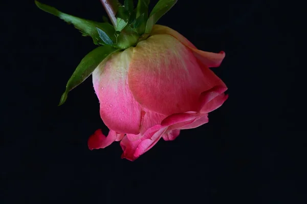 Φωτεινό Τριαντάφυλλο Μαύρο Φόντο — Φωτογραφία Αρχείου