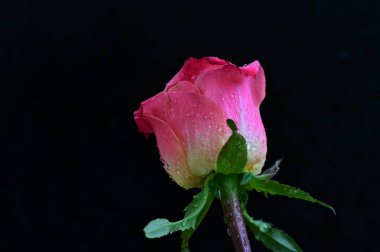 parlak gül siyah arkaplanda