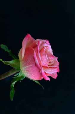 parlak gül siyah arkaplanda