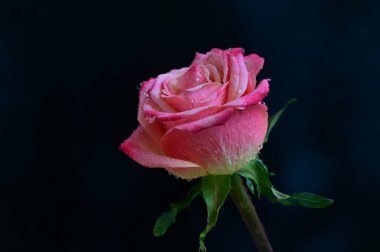 parlak gül siyah arkaplanda
