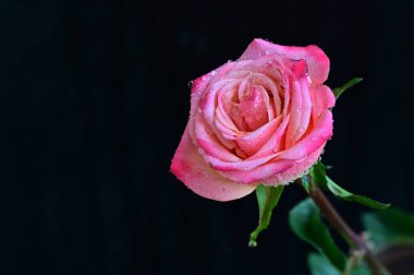 parlak gül siyah arkaplanda