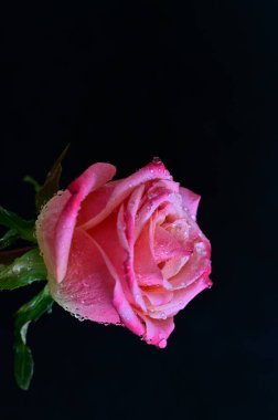 parlak gül siyah arkaplanda