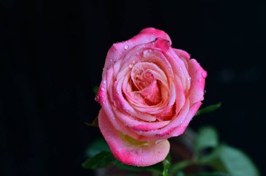 parlak gül siyah arkaplanda