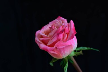 parlak gül siyah arkaplanda