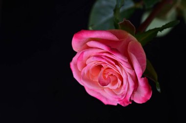 parlak gül siyah arkaplanda