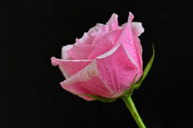 parlak gül siyah arkaplanda