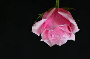 parlak gül siyah arkaplanda