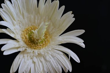 Siyah arkaplanda parlak gerbera