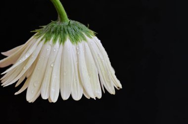 Siyah arkaplanda parlak gerbera