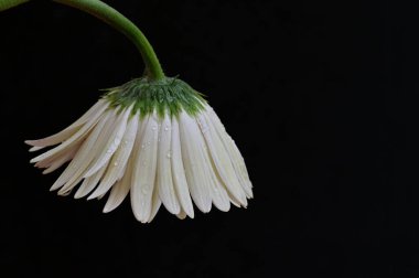Siyah arkaplanda parlak gerbera