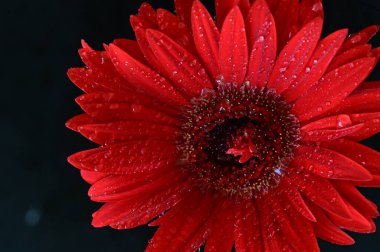 Siyah arkaplanda parlak gerbera