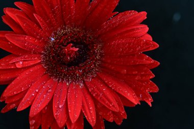 Siyah arkaplanda parlak gerbera