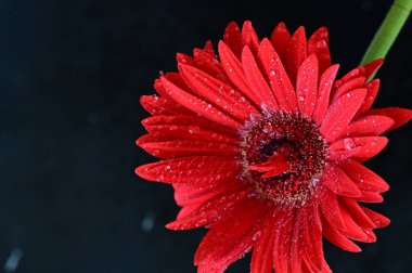 Siyah arkaplanda parlak gerbera
