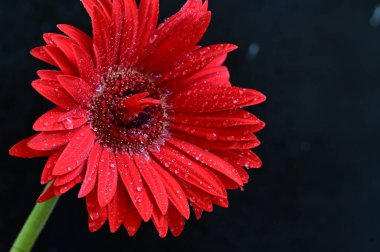 Siyah arkaplanda parlak gerbera