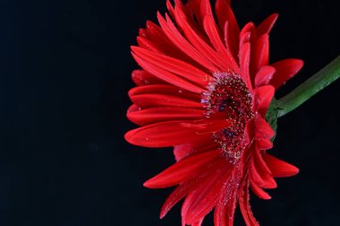 Siyah arkaplanda parlak gerbera