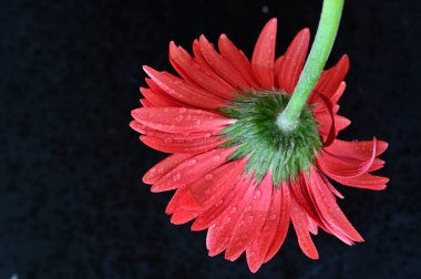Siyah arkaplanda parlak gerbera