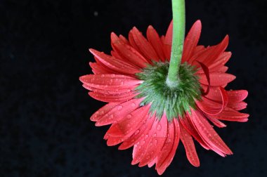 Siyah arkaplanda parlak gerbera