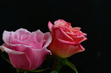 Siyah arka planda parlak güller