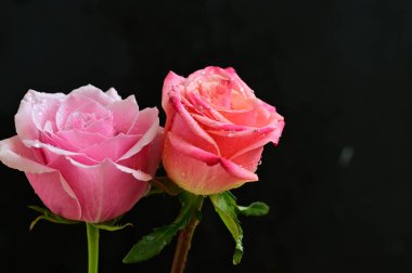 Siyah arka planda parlak güller