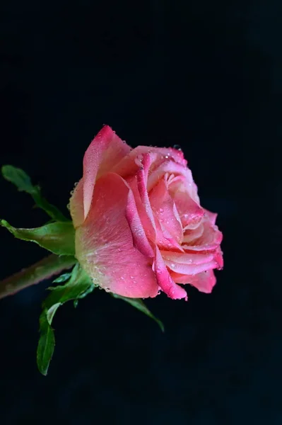 Jasná Růže Černém Pozadí — Stock fotografie