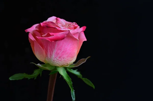 Rose Vif Sur Fond Noir — Photo