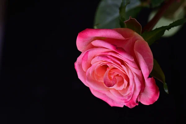 Jasná Růže Černém Pozadí — Stock fotografie