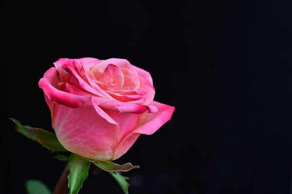 Bright rose on a black background
