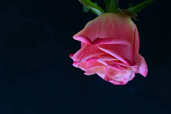 Яркая Роза Черном Фоне — стоковое фото