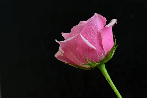 Яскрава Троянда Чорному Тлі — стокове фото