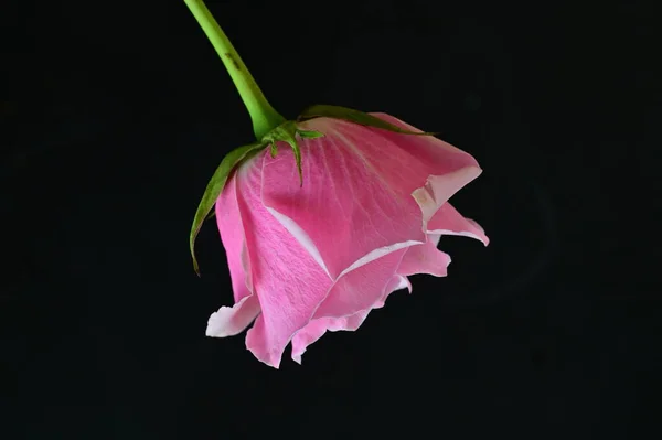 Helle Rose Auf Schwarzem Hintergrund — Stockfoto