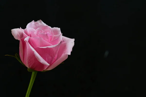 bright  rose on a black background