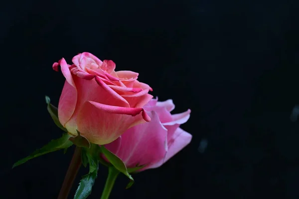 Rosas Brilhantes Fundo Preto — Fotografia de Stock