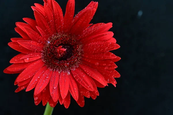 Siyah arkaplanda parlak gerbera