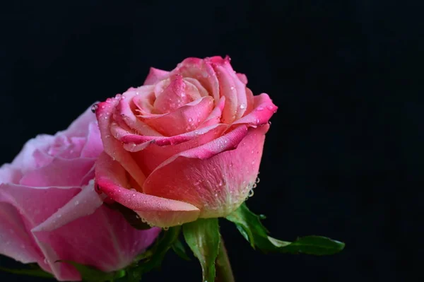 Яркие Розы Черном Фоне — стоковое фото