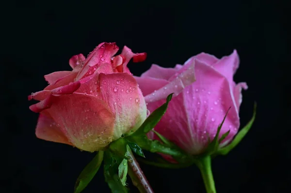 Яркие Розы Черном Фоне — стоковое фото