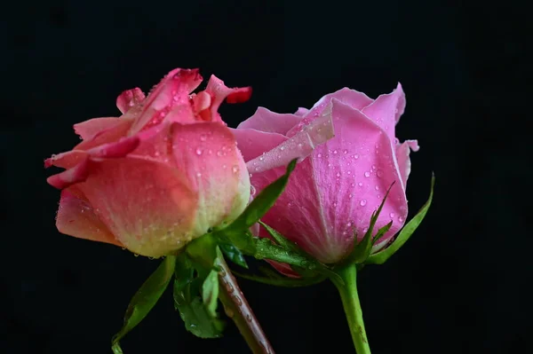 黑色背景上明亮的玫瑰 — 图库照片