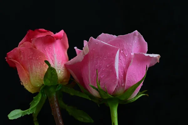 Φωτεινά Τριαντάφυλλα Μαύρο Φόντο — Φωτογραφία Αρχείου