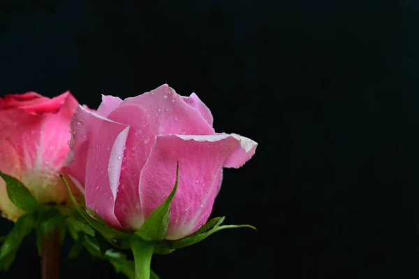 Helle Rosen Auf Schwarzem Hintergrund — Stockfoto
