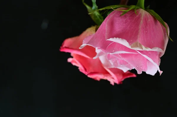 Jasne Róże Czarnym Tle — Zdjęcie stockowe