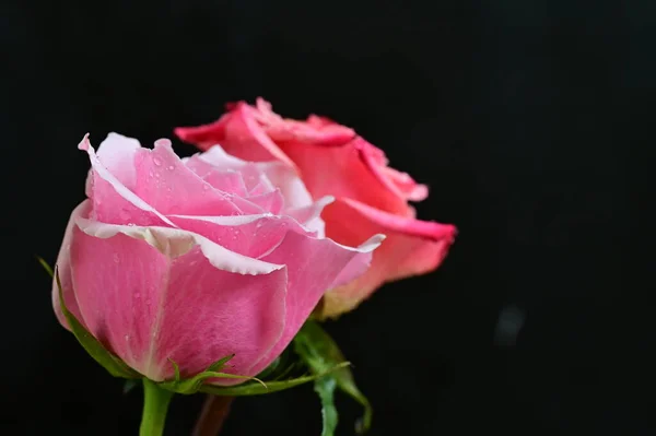 Roses Vives Sur Fond Noir — Photo