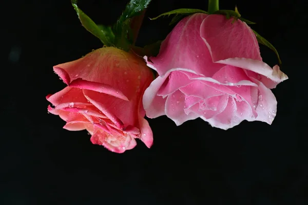 黑色背景上明亮的玫瑰 — 图库照片