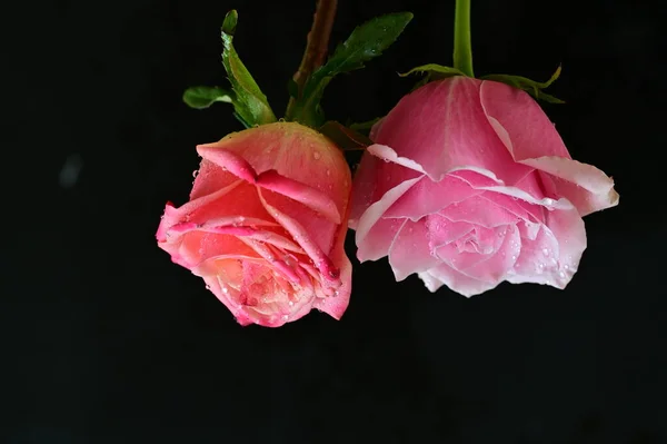 Helle Rosen Auf Schwarzem Hintergrund — Stockfoto